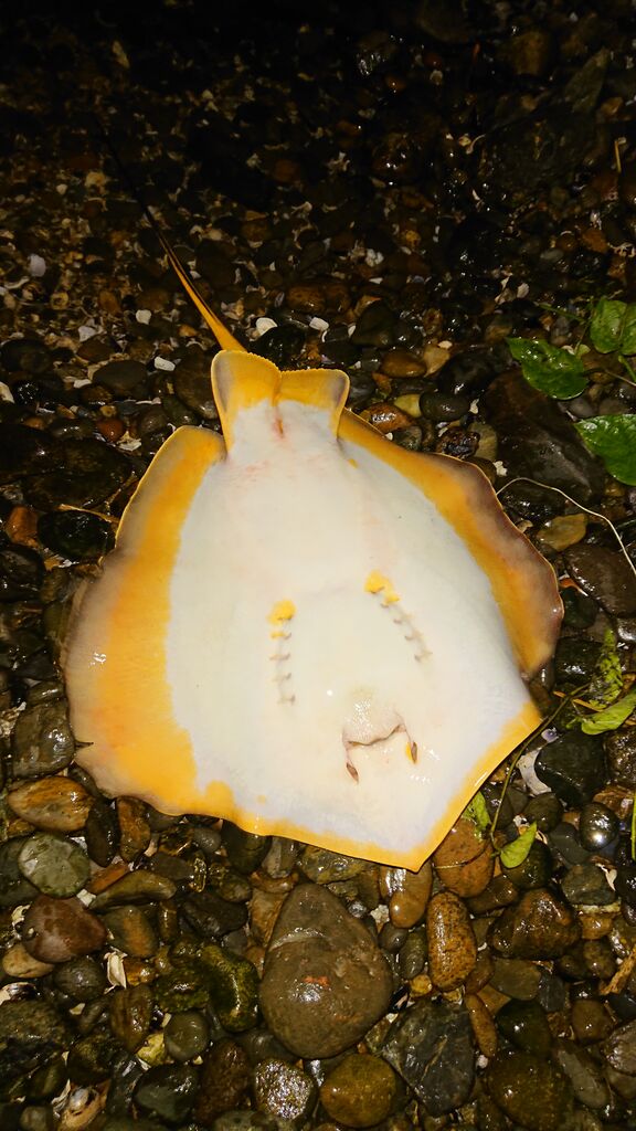 涸沼シーバス 涸沼本湖 深夜からの朝まず 涸沼シーバス魂 のり釣行記 第2章 釣りと日常と私 涸沼シーバス 涸沼本湖 深夜からの朝まず 涸沼シーバス魂 のり釣行記 第2章 釣りと日常と私