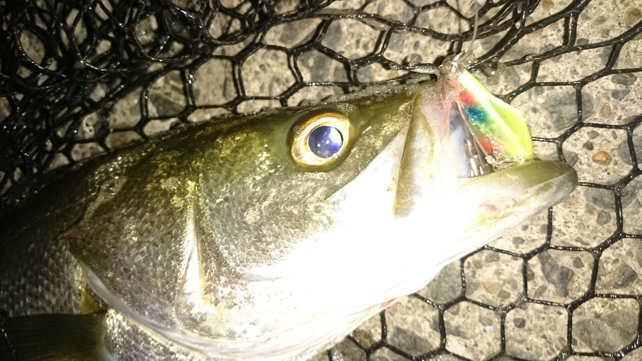 涸沼シーバス 数は釣れたがサイズ上がらず 涸沼シーバス魂 のり釣行記 第2章 釣りと日常と私 涸沼シーバス 数は釣れたがサイズ上がらず 涸沼シーバス魂 のり釣行記 第2章 釣りと日常と私