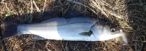 Point Blur_20251107_211158