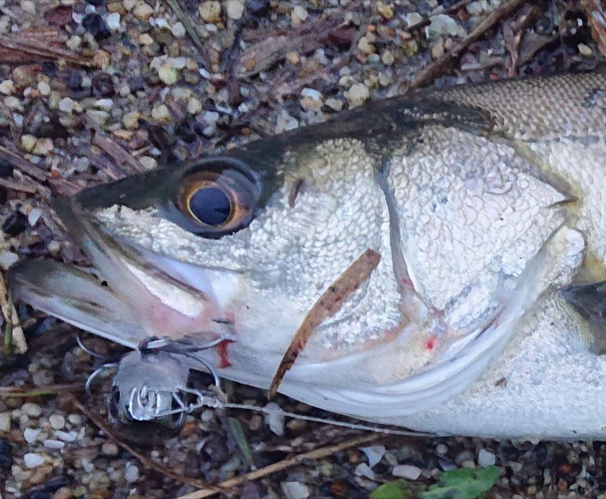 涸沼シーバス 2523 朝まず調査 ボイル無し 涸沼シーバス魂 のり釣行記 第２章 釣りと日常と私