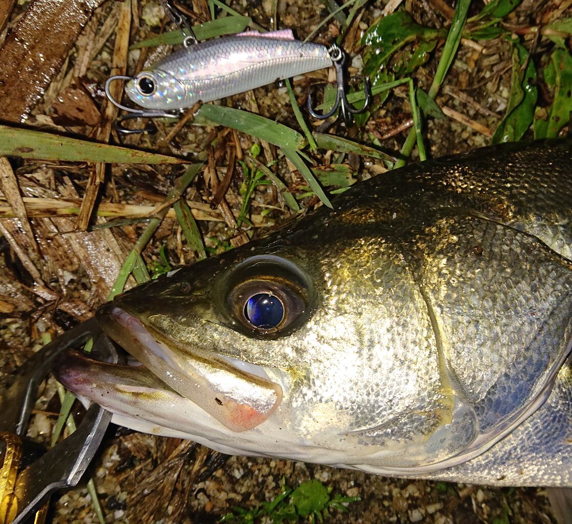 涸沼シーバス 2531 朝マズメ 渋いかなぁー 涸沼シーバス魂 のり釣行記 第２章 釣りと日常と私