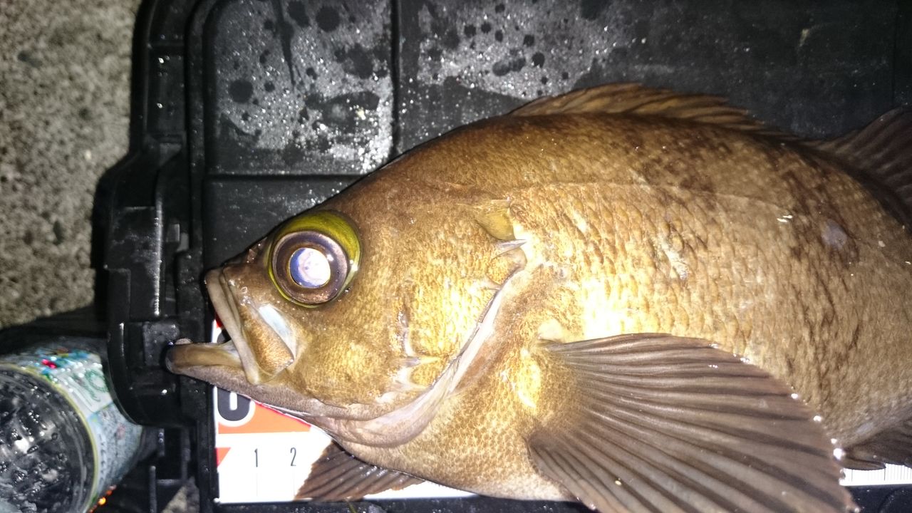 茨城 尺メバル 尺メバルゲット 良型二本 涸沼シーバス魂 のり釣行記 第2章 釣りと日常と私 茨城 尺メバル 尺メバルゲット 良型二本 涸沼シーバス魂 のり釣行記 第2章 釣りと日常と私