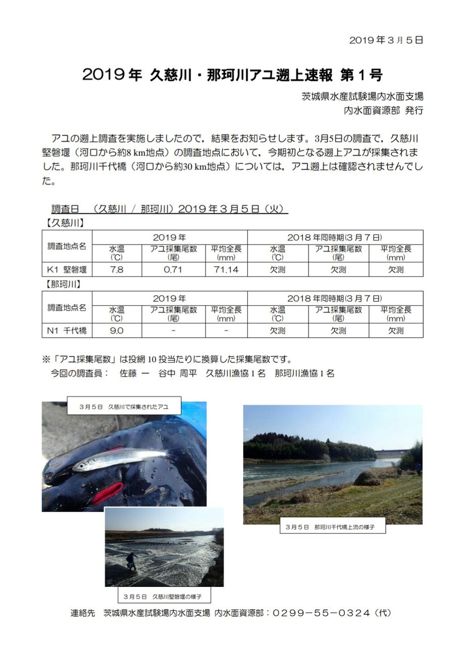 稚鮎 那珂川 久慈川 稚鮎が上がってきてますね 涸沼シーバス魂 のり釣行記 第２章 釣りと日常と私