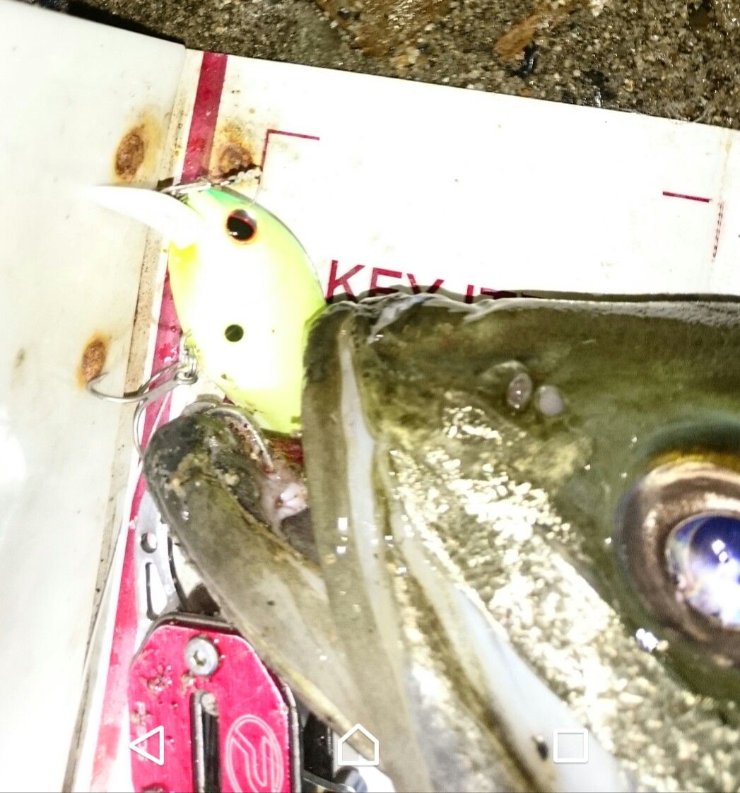 涸沼シーバス 39 17 夕まず クランクでシーバス 涸沼シーバス魂 のり釣行記 第2章 釣りと日常と私 涸沼シーバス 39 17 夕まず クランクでシーバス 涸沼シーバス魂 のり釣行記 第2章 釣りと日常と私