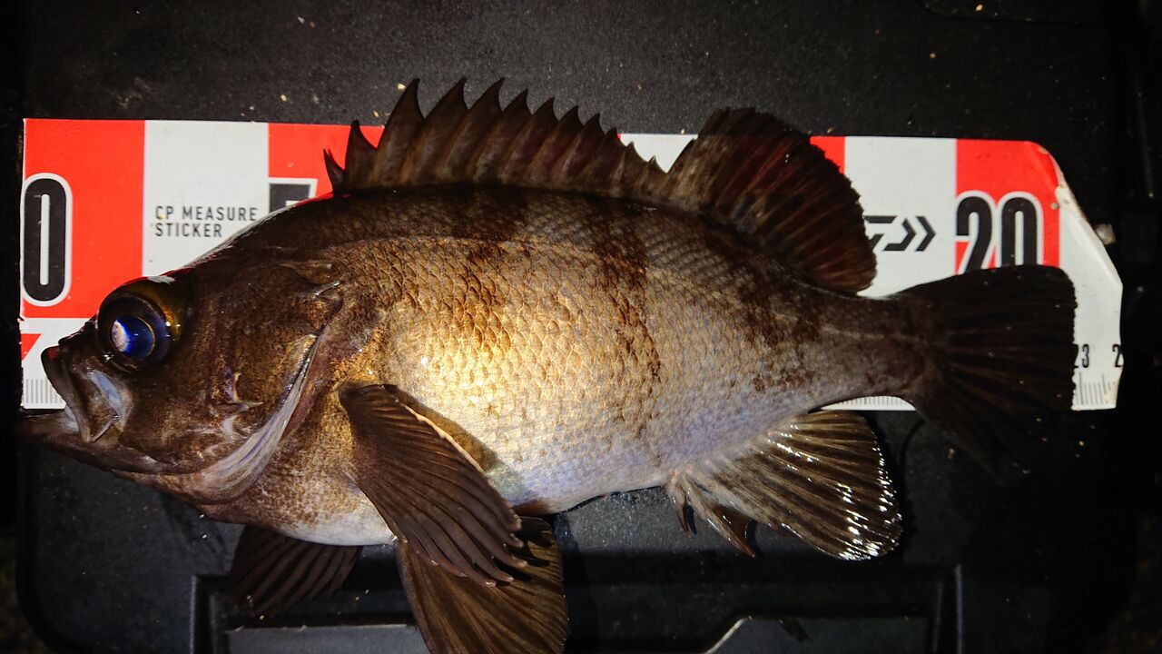 茨城メバル 1102 癒しを求めてメバリング 涸沼シーバス魂 のり釣行記 第２章 釣りと日常と私