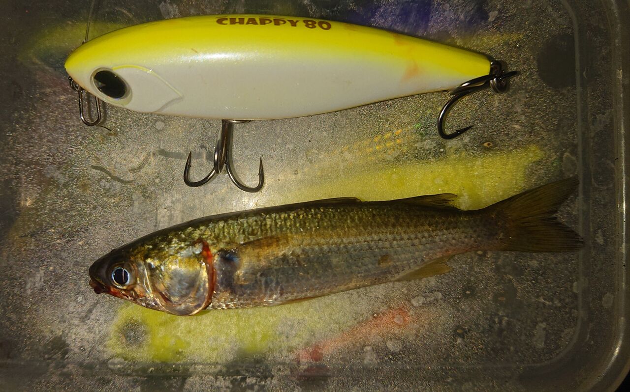 涸沼シーバス 涸沼本湖 夏ですな 朝まず トップでバコーン 涸沼シーバス魂 のり釣行記 第２章 釣りと日常と私