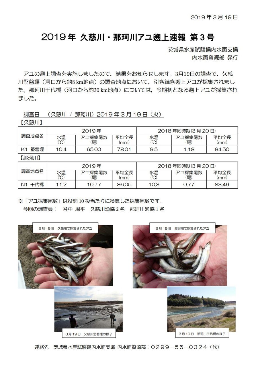 稚鮎 那珂川 久慈川 稚鮎が上がってきてますね 涸沼シーバス魂 のり釣行記 第2章 釣りと日常と私 稚鮎 那珂川 久慈川 稚鮎が上がってきてますね 涸沼シーバス魂 のり釣行記 第2章 釣りと日常と私