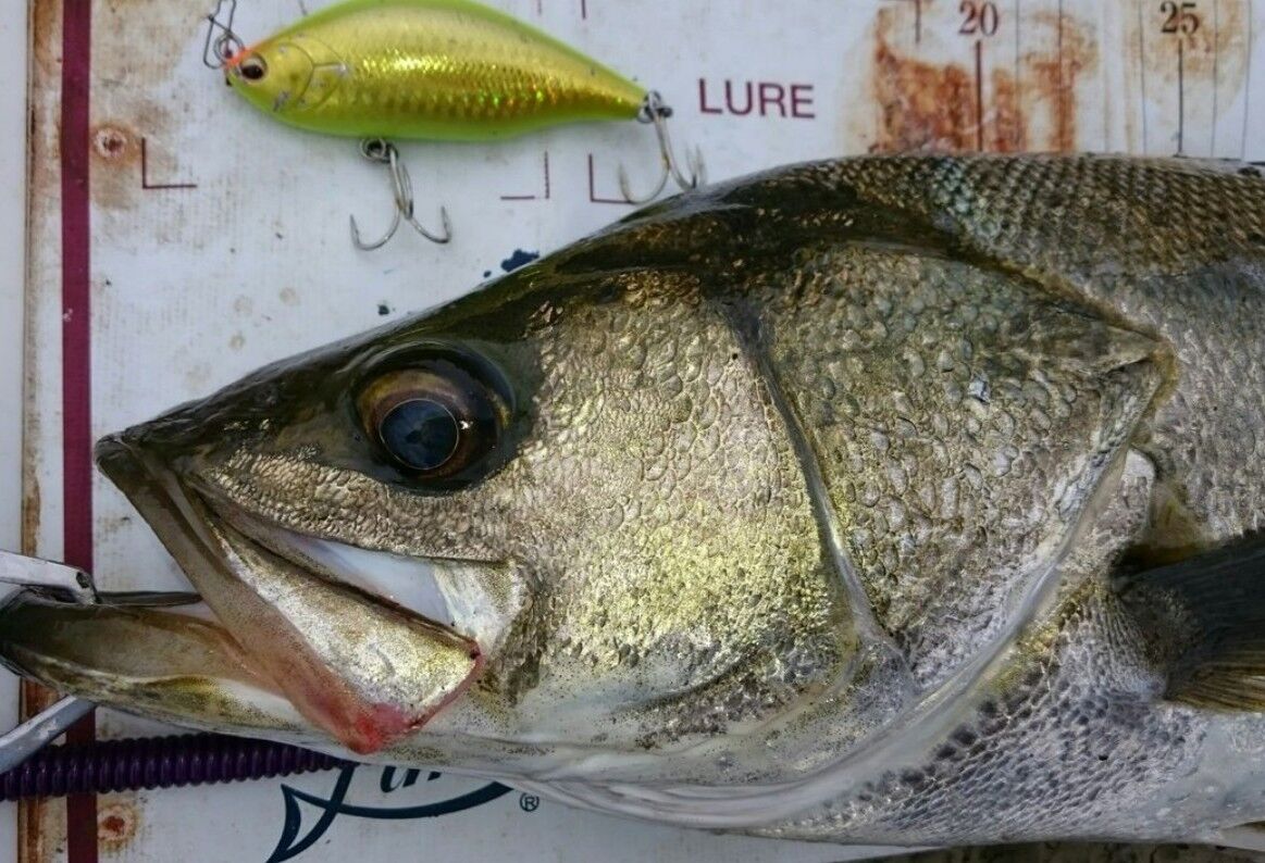 再投稿 涸沼シーバス ルアー 私の定番 秋編 エアオグル85lsm 涸沼シーバス魂 のり釣行記 第２章 釣りと日常と私