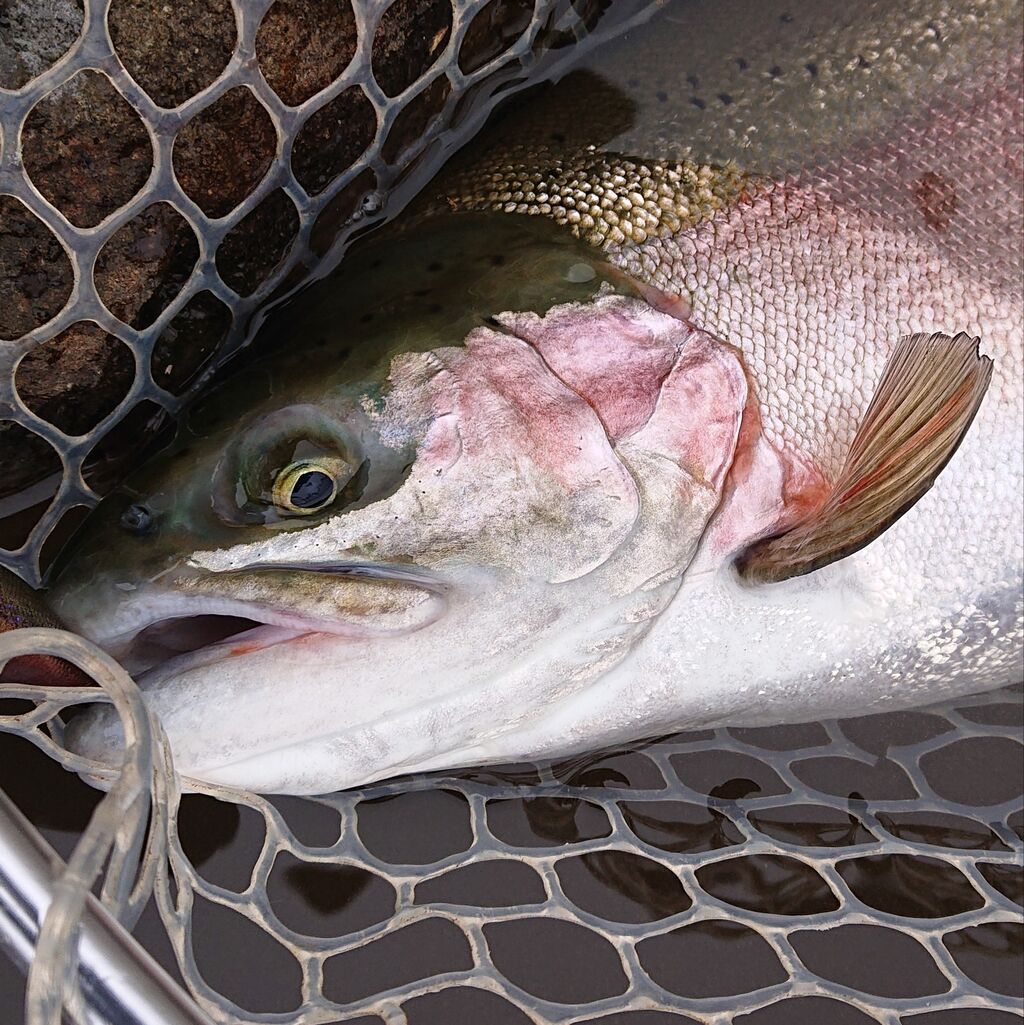 那須ルアーフィールド 1216 2号池で良型トラウト 7本 涸沼シーバス魂 のり釣行記 第２章 釣りと日常と私