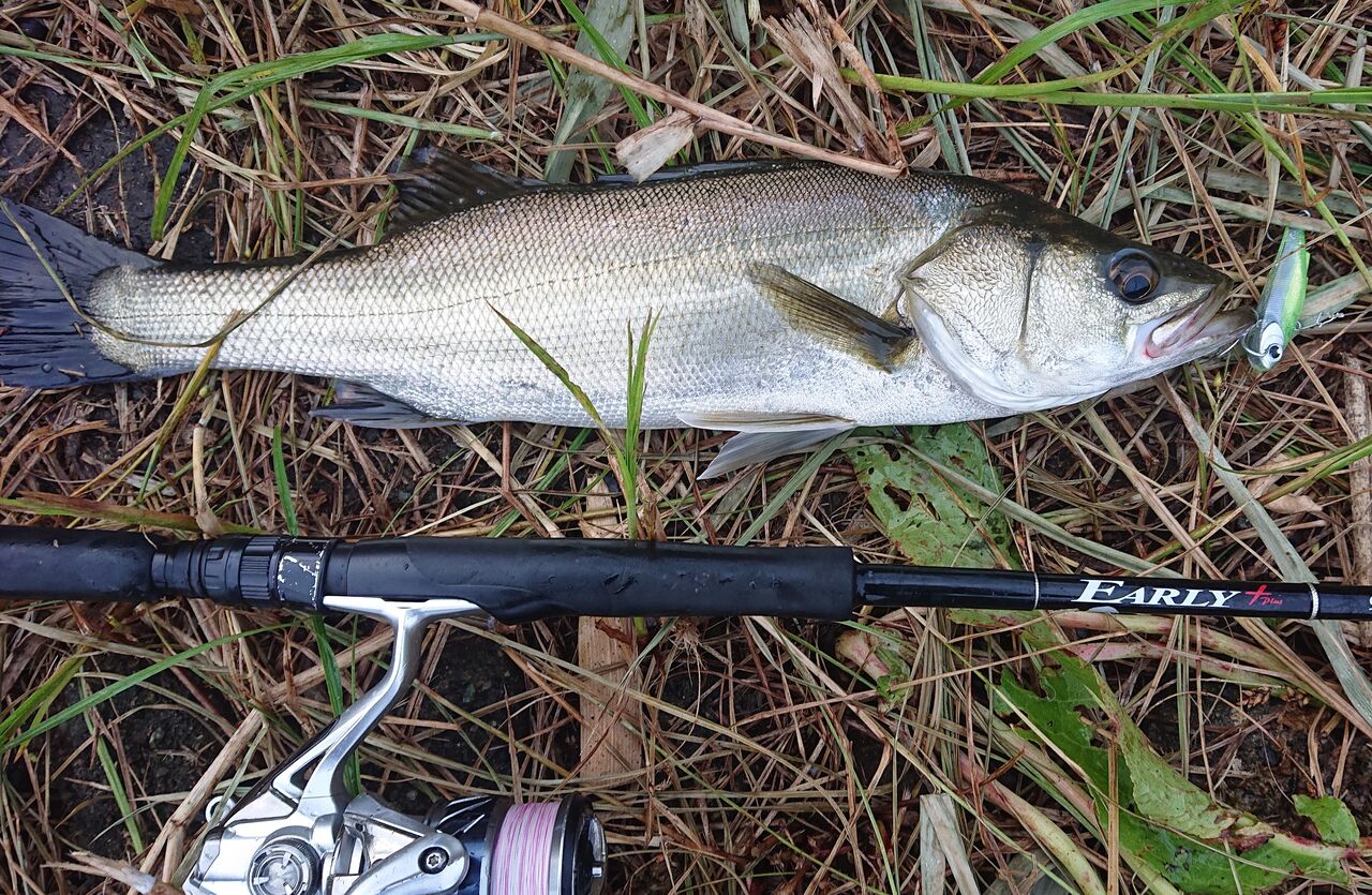涸沼シーバス 涸沼本湖 夕まず 数は釣れたがサイズが伸びない 涸沼シーバス魂 のり釣行記 第2章 釣りと日常と私 涸沼シーバス 涸沼本湖 夕まず 数は釣れたがサイズが伸びない 涸沼シーバス魂 のり釣行記 第2章 釣りと日常と私
