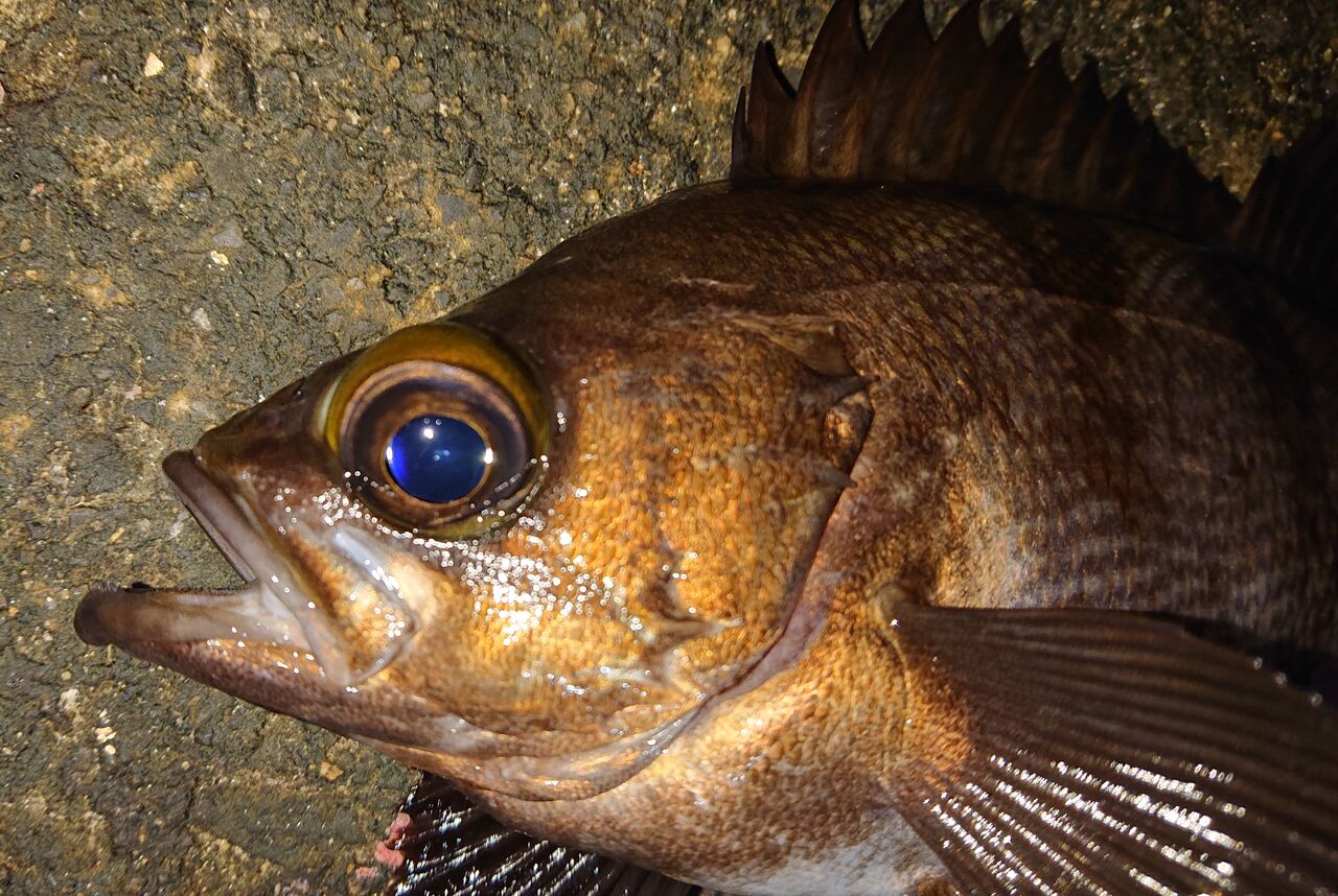 茨城メバル 1102 癒しを求めてメバリング 涸沼シーバス魂 のり釣行記 第２章 釣りと日常と私