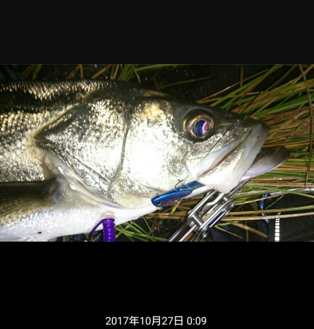 再投稿 涸沼シーバス 17年 10月度 まとめ 涸沼シーバス魂 のり釣行記 第２章 釣りと日常と私