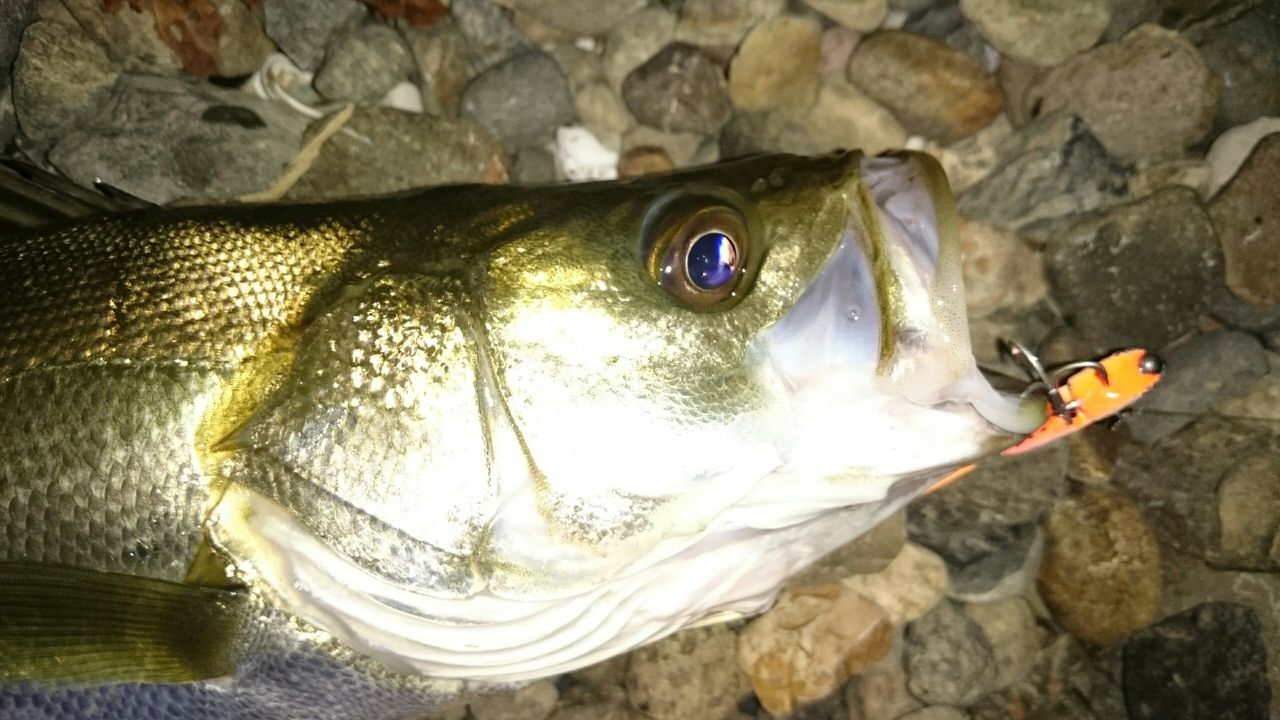 涸沼シーバス 秋っすね ボイルするポイントもありました 涸沼シーバス魂 のり釣行記 第2章 釣りと日常と私 涸沼シーバス 秋っすね ボイルするポイントもありました 涸沼シーバス魂 のり釣行記 第2章 釣りと日常と私
