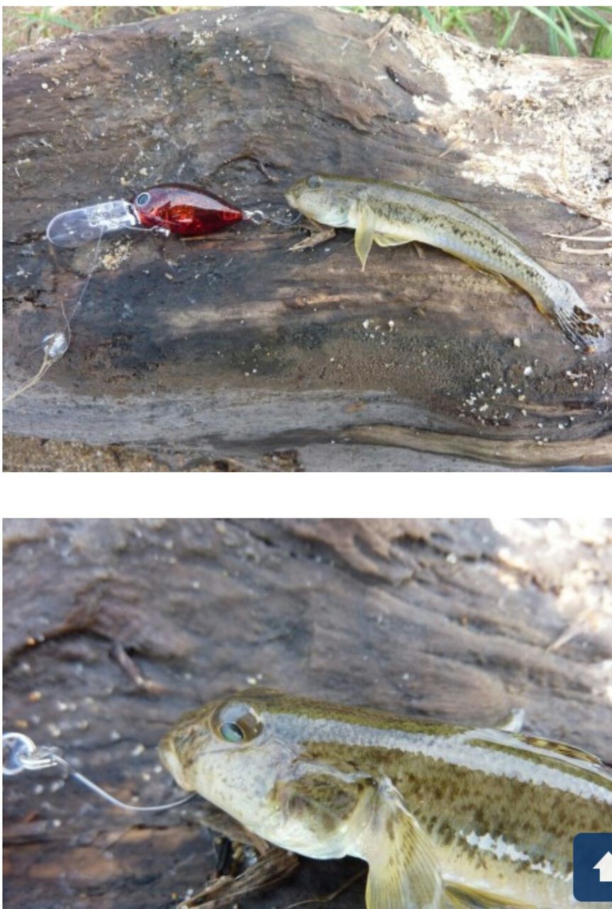 夏休み子供との釣り プラン3 涸沼 ハゼクランク 涸沼シーバス魂 のり釣行記 第２章 釣りと日常と私