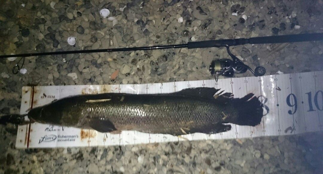 涸沼シーバス 17年6月度 まとめ 涸沼シーバス魂 のり釣行記 第２章 釣りと日常と私