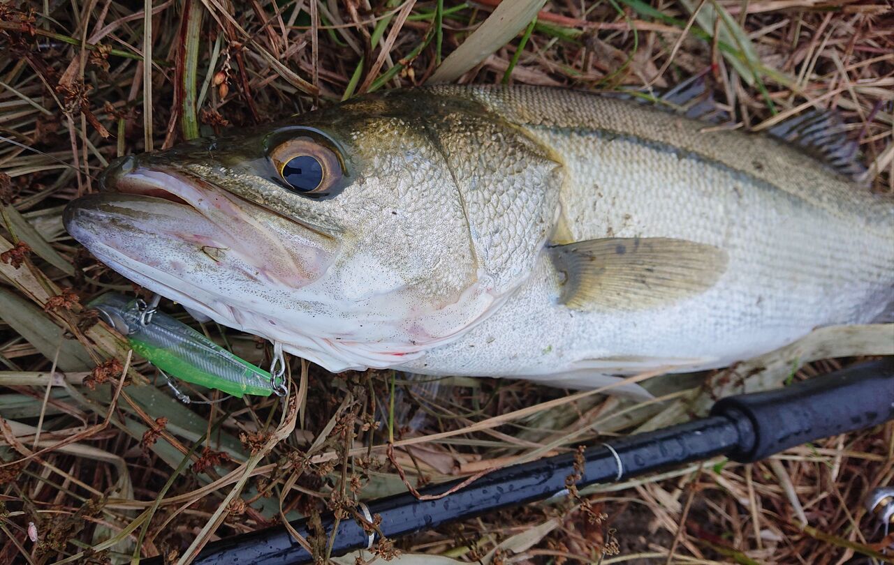 涸沼シーバス 涸沼本湖 夕まず 数は釣れたがサイズが伸びない 涸沼シーバス魂 のり釣行記 第２章 釣りと日常と私