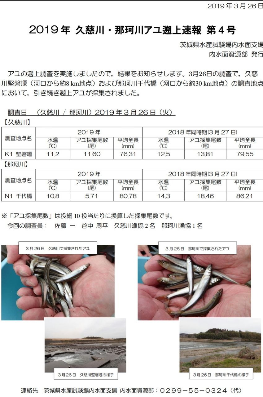 稚鮎 那珂川 久慈川 稚鮎が上がってきてますね 涸沼シーバス魂 のり釣行記 第2章 釣りと日常と私 稚鮎 那珂川 久慈川 稚鮎が上がってきてますね 涸沼シーバス魂 のり釣行記 第2章 釣りと日常と私