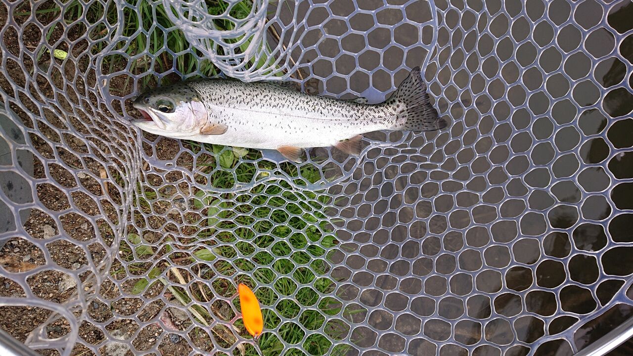 高萩ふれあいの里フィッシングエリア 茨城県管理釣り場 0416 イトウ2本ゲット 涸沼シーバス魂 のり釣行記 第2章 釣りと日常と私 高萩ふれあいの里フィッシングエリア 茨城県管理釣り場 0416 イトウ2本ゲット 涸沼シーバス魂 のり釣行記 第2章 釣りと日常と私
