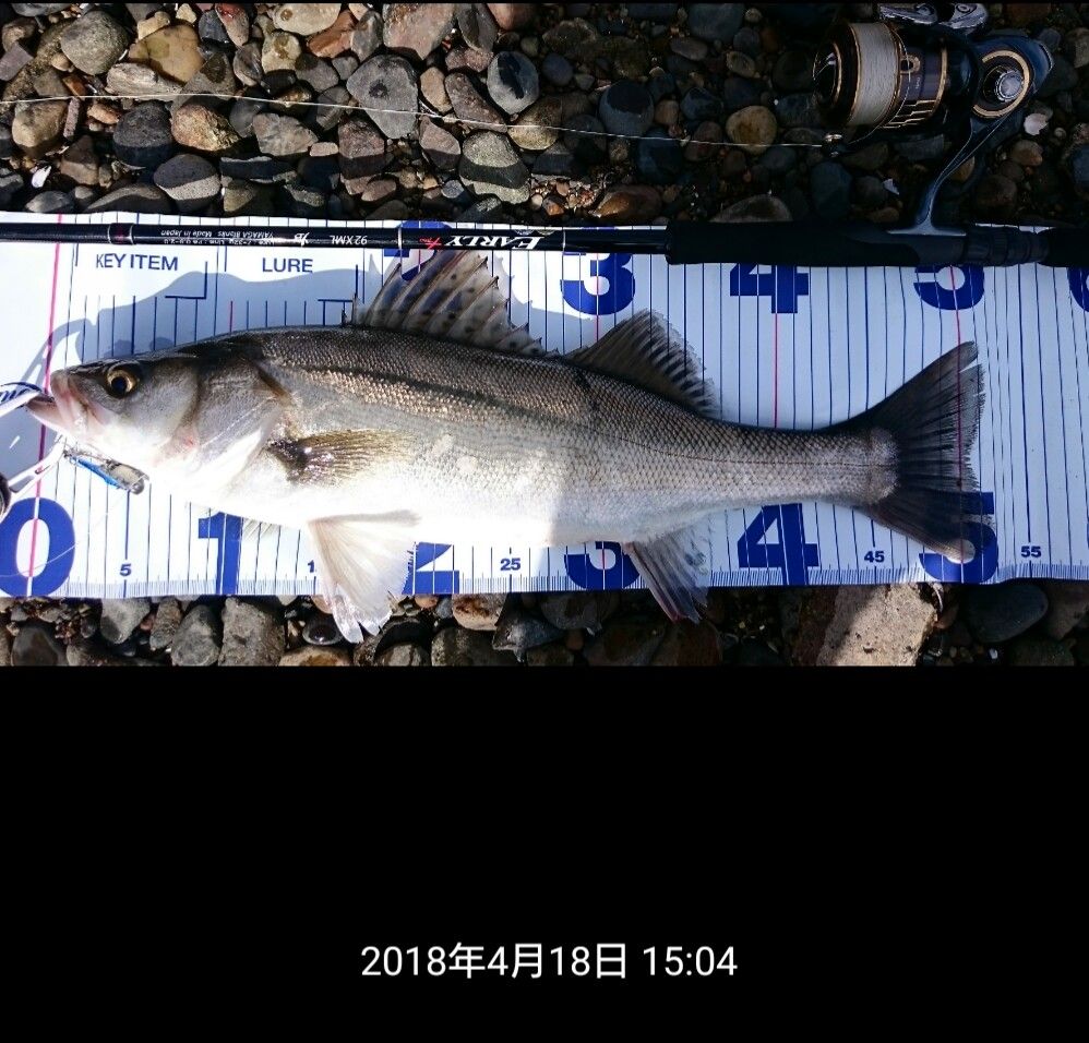 涸沼シーバス デイゲーム 夕マズメ ２本ゲット サイズ伸びません 涸沼シーバス魂 のり釣行記 第２章 釣りと日常と私