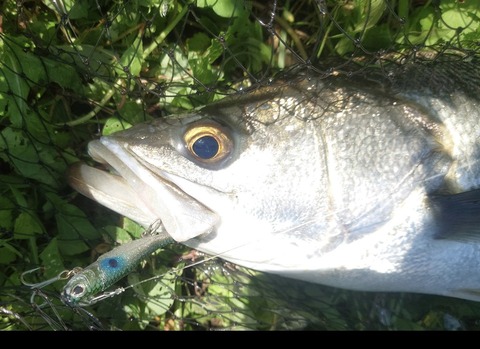 Screenshot_20260101-094559~2