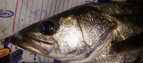 Point Blur_20250719_215753