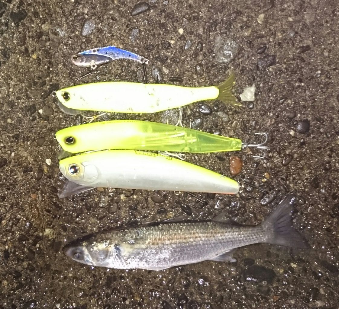 ウェイキーブー112 涸沼シーバス対応 ブーちゃんミニ 涸沼シーバス魂 のり釣行記 第2章 釣りと日常と私 ウェイキーブー112 涸沼シーバス対応 ブーちゃんミニ 涸沼シーバス魂 のり釣行記 第2章 釣りと日常と私