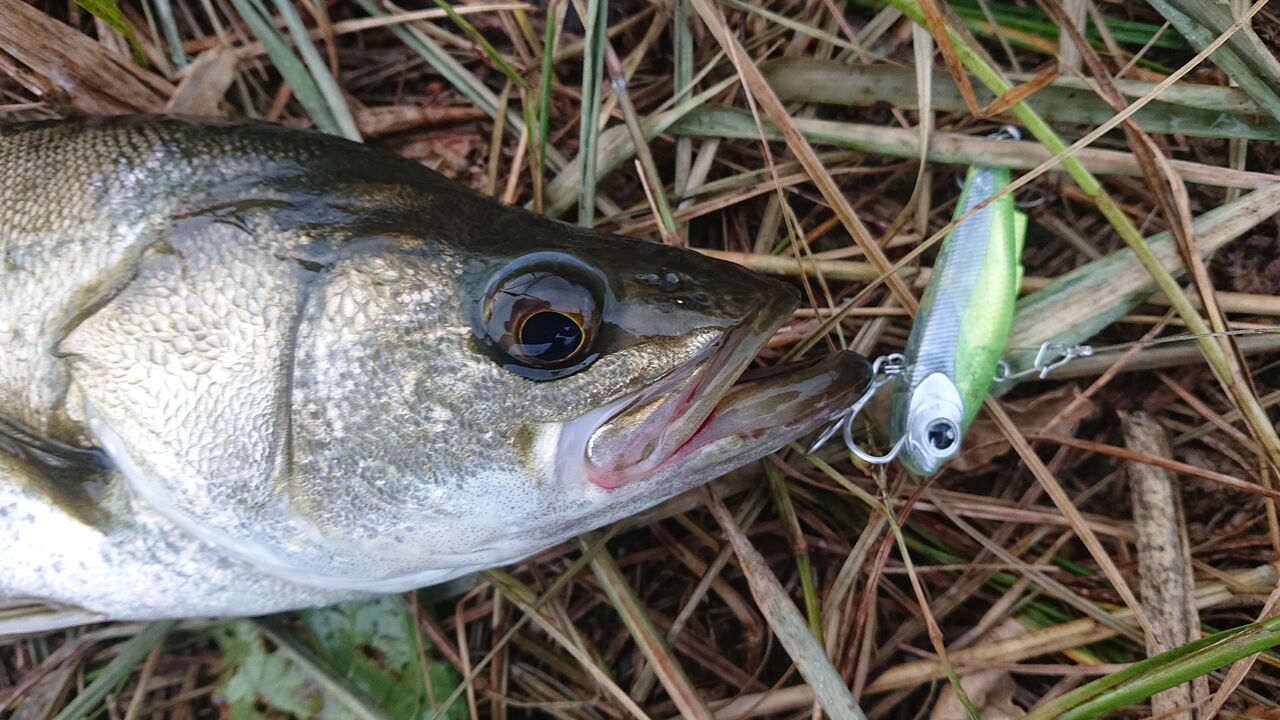 涸沼シーバス 涸沼本湖 夕まず 数は釣れたがサイズが伸びない 涸沼シーバス魂 のり釣行記 第2章 釣りと日常と私 涸沼シーバス 涸沼本湖 夕まず 数は釣れたがサイズが伸びない 涸沼シーバス魂 のり釣行記 第2章 釣りと日常と私