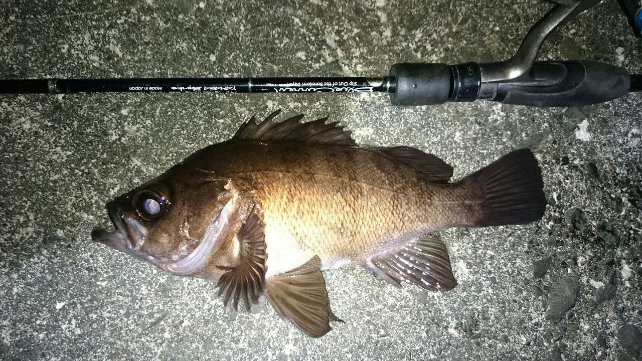 茨城メバル プラッキングも楽しい 涸沼シーバス魂 のり釣行記 第2章 釣りと日常と私 茨城メバル プラッキングも楽しい 涸沼シーバス魂 のり釣行記 第2章 釣りと日常と私