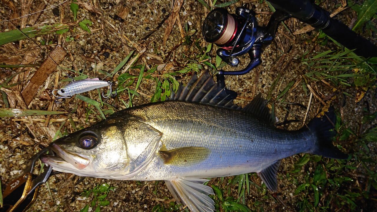 涸沼シーバス 2531 朝マズメ 渋いかなぁー 涸沼シーバス魂 のり釣行記 第２章 釣りと日常と私