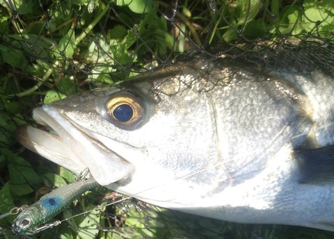 Screenshot_20260101-094559~4