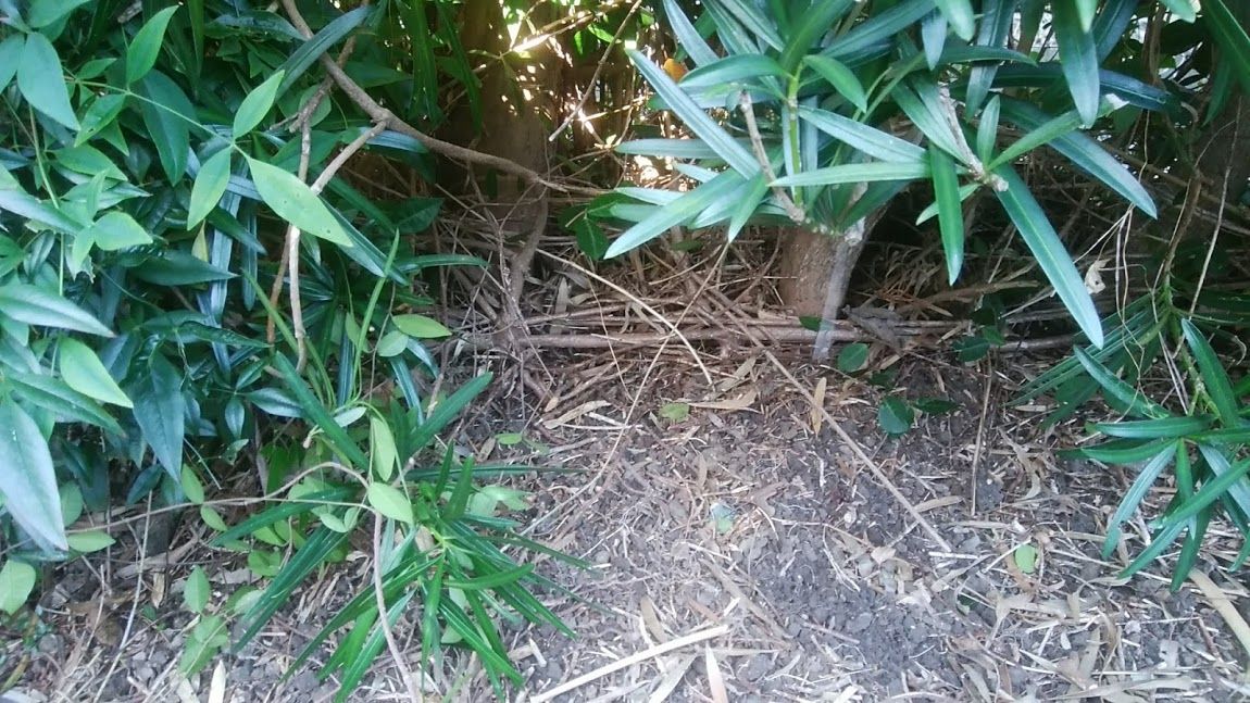 生垣に苦戦 Noriggartenのblog