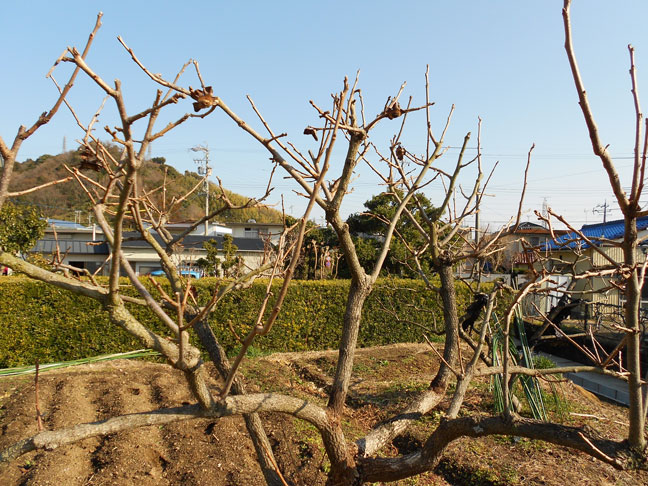 柿を剪定 Noriggartenのblog