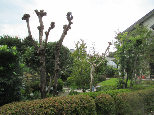庭木の剪定 百日紅 柏 Noriggartenのblog 庭木の剪定 百日紅 柏 Noriggartenのblog