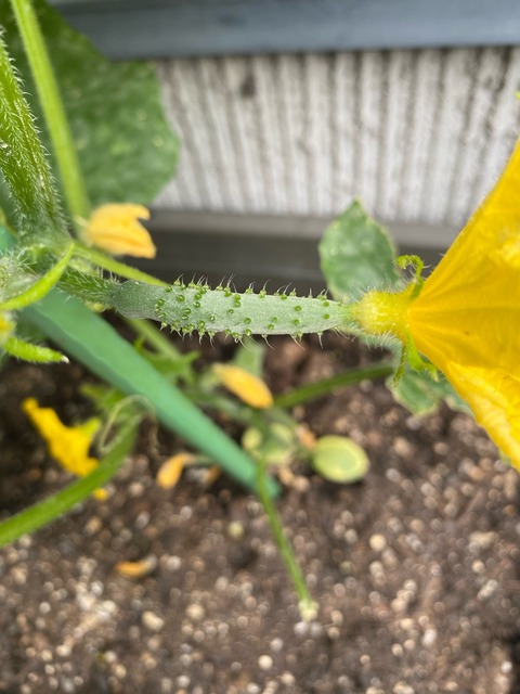 お庭のやさいたち