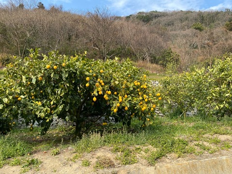 レモンの島でロケ