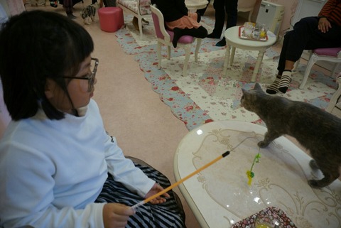 初めてのねこカフェへ