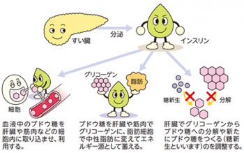 インスリンは一生で使える量が決まってるんだとか　ライダーがダイエット頑張るスレ