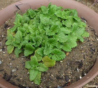 庭の樹木も芽吹く春 ローズマリーとレモンバームの植え替え 庭日記 Ver 2 0