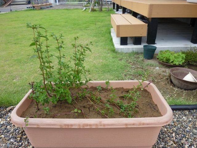 茂り過ぎのミント ひょろひょろビオラの日光浴 庭日記 Ver 2 0 茂り過ぎのミント ひょろひょろビオラの日光浴 庭日記 Ver 2 0