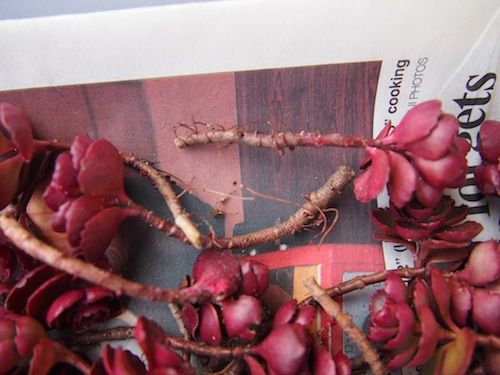 増やすぞ ドラゴンズブラッド 増えるぞ ヒメツルソバ 庭日記 Ver 2 0