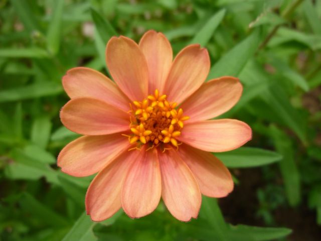 1つの花だと思っていたのに ジニアの本当の姿 庭日記 Ver 2 0 1つの花だと思っていたのに ジニアの本当の姿 庭日記 Ver 2 0