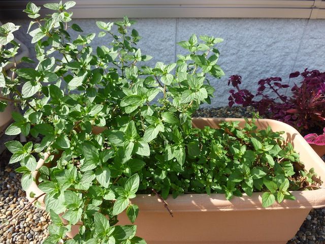 茂り過ぎのミント ひょろひょろビオラの日光浴 庭日記 Ver 2 0 茂り過ぎのミント ひょろひょろビオラの日光浴 庭日記 Ver 2 0