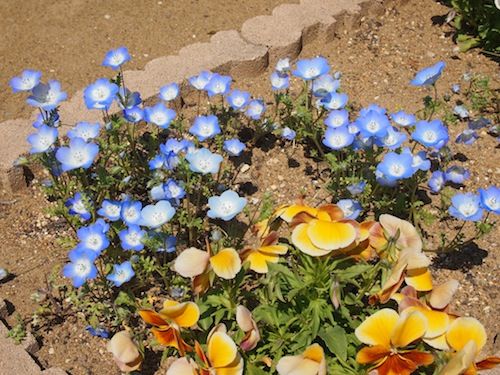 ミニバラの挿し木を植え替え ダメなりに一生懸命なネモフィラ 庭日記 Ver 2 0