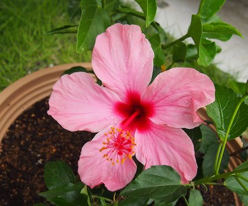 葉の違い 西洋朝顔 ピンク 青 黄色 今日の花 庭日記 Ver 2 0 葉の違い 西洋朝顔 ピンク 青 黄色 今日の花 庭日記 Ver 2 0