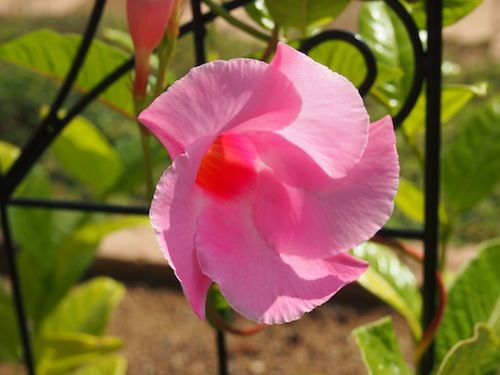 ミニバラの夏バテ防止対策 咲いた ピンクのマンデビラ 庭日記 Ver 2 0