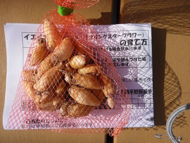 プスキニア イエイオン ポット使用の球根植え付け 庭日記 Ver 2 0
