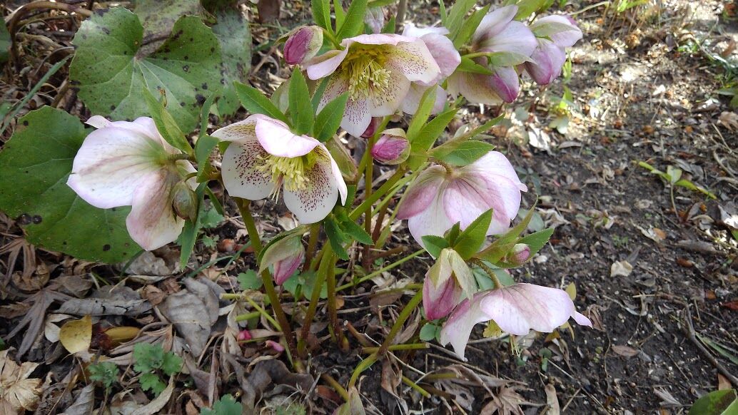 ニラの移植など3 17 ノリスケのフォト日記