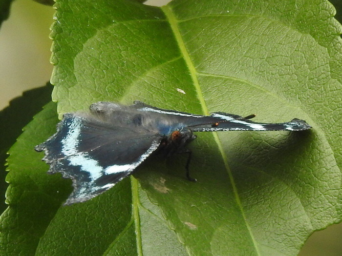 RSCN9465