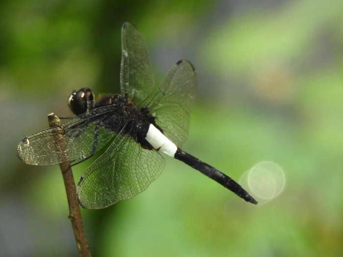 RSCN7720