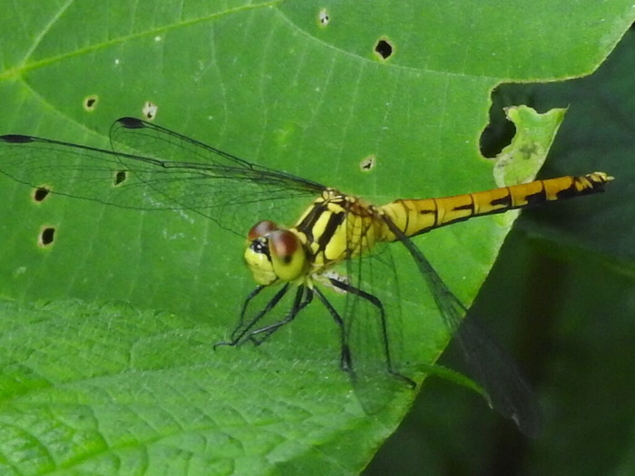 RSCN6547